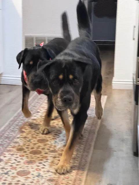 Came across a dog who was in the shelter, turns out it's my dog’s sister! Now they are inseparable! (Swipe!)(OC)