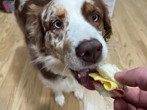 [homemade] sub sandwich
