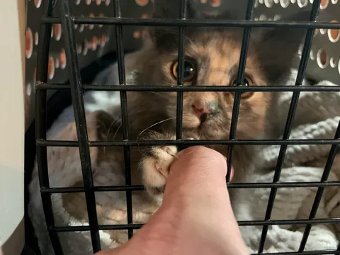 Someone just brought us a kitten that was thrown out of a car window. Meet Seven.