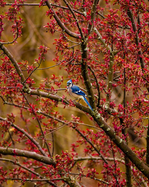 ITAP of a blue jay