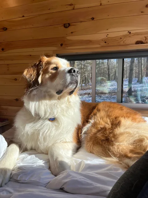 Lily Lotte the Orange Dreamsicle