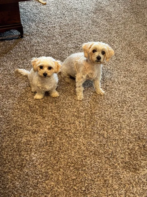 Lilly from how she was found to today. (Guest appearance by His Highness Sir Linus)