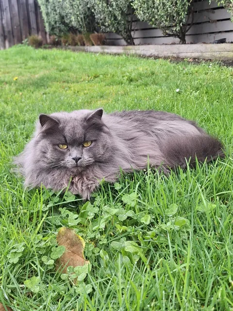 What breed is my boy?