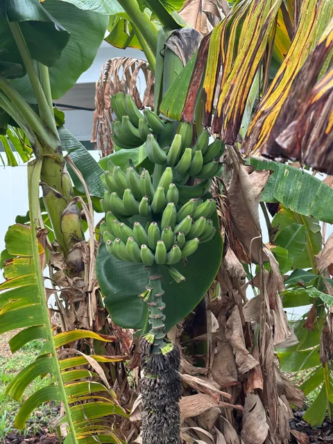 First banana harvest!