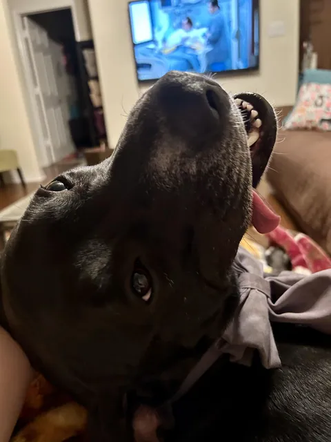 Derp de derp derp derp