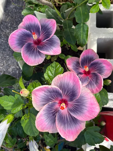 Midnight Tryst Hibiscus gone wild