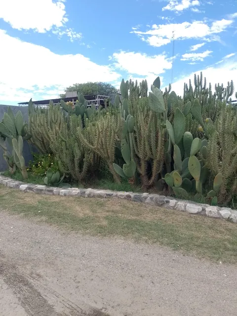 This is my cactus bed. I've had it for many years and I'm always taking care of it and giving it love. I love it.