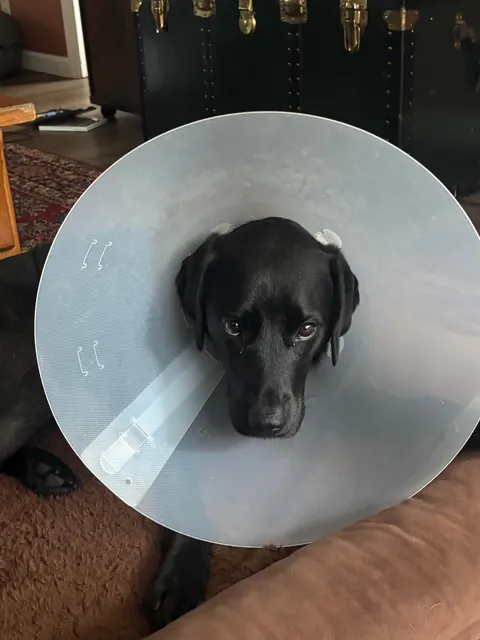 My humans tooks me to the vet, I gots a big boo boo but now I cans sit up straight!