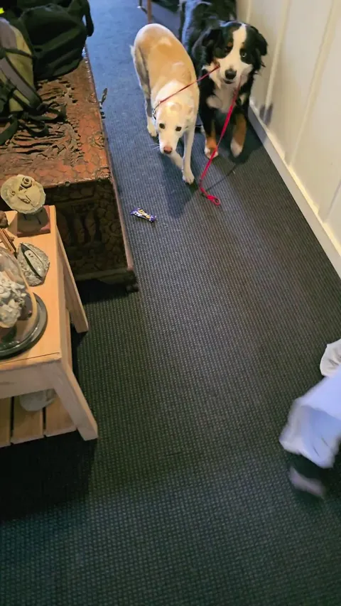 Mum says we can go to the park of we wait by the door..