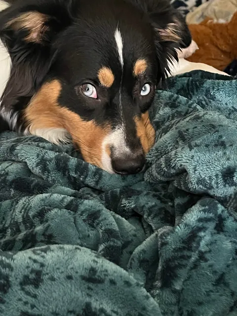 Almost a year since I adopted this creature and she is the best thing that has ever happened to me