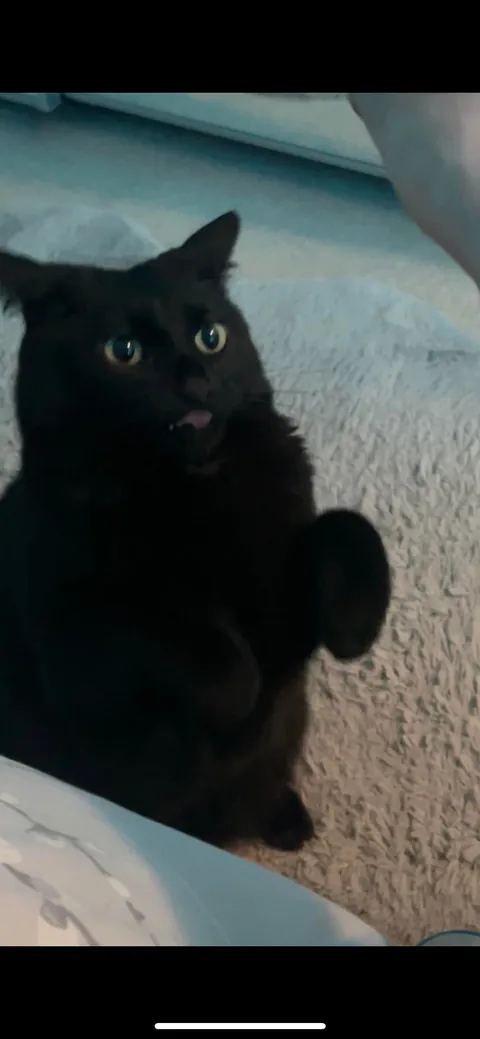 It’s Friday the 13th! Let’s see your black cats🖤 