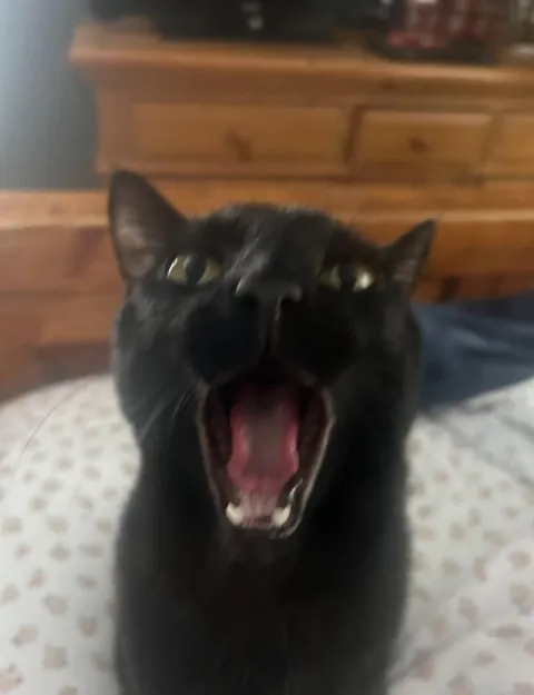 my very un-photogenic squidward