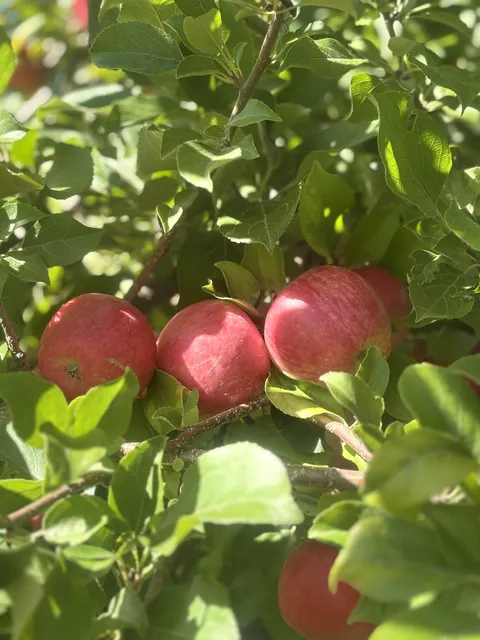 Just wanted to show some of the apples I grew this year