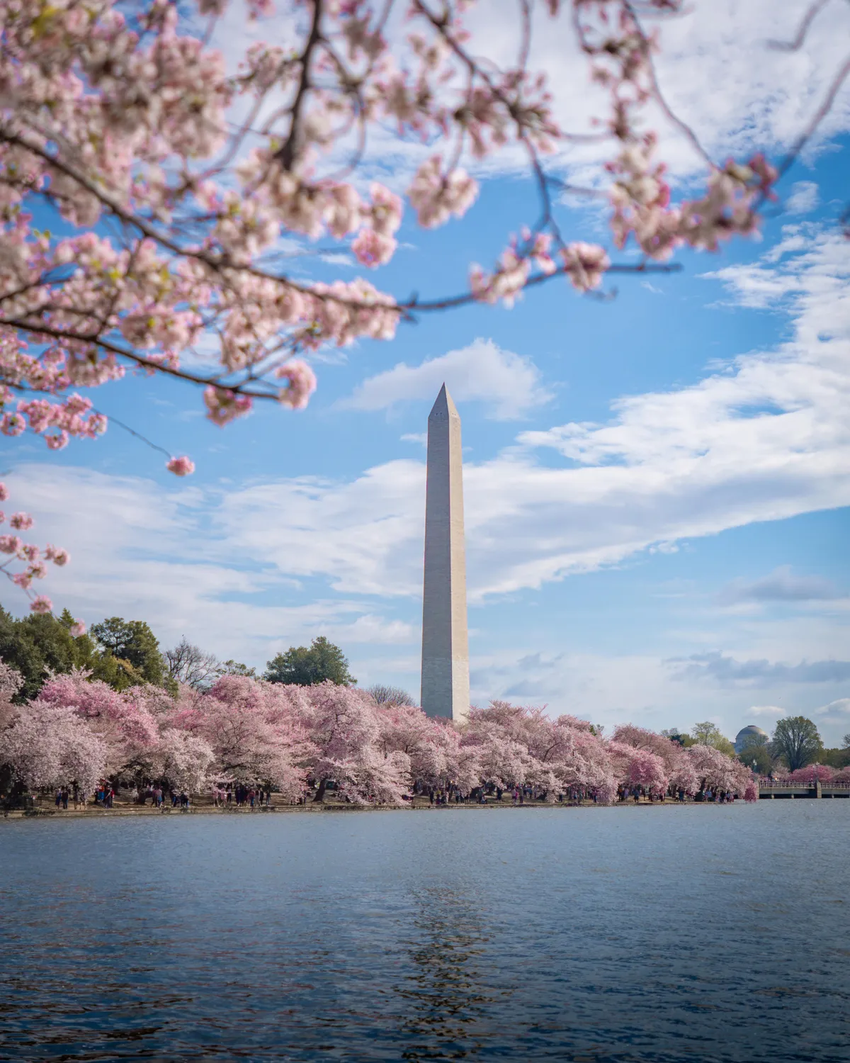ITAP of the Cherry Blossoms