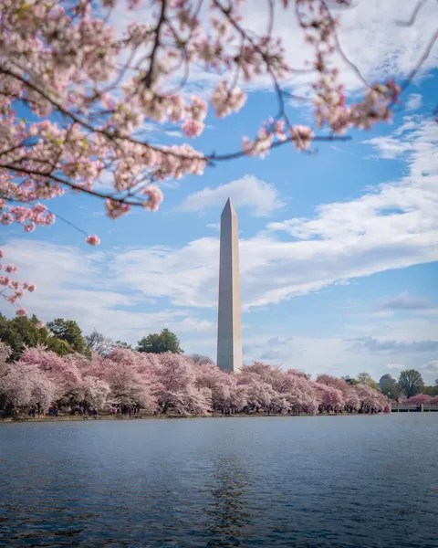 ITAP of the Cherry Blossoms