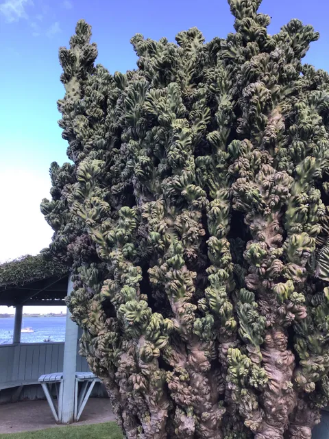 Ugliest Cactus in the world.