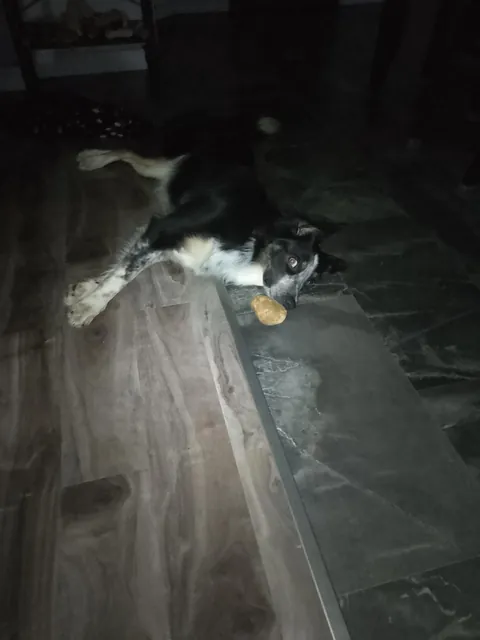 Moxie finally stole a potato from the field we've been watching for 127 days. I don't have the heart to take it away 😭💖