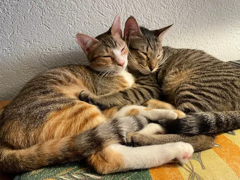From the streets of Tunisia to the Alps, these two little rescued siblings finally found peace