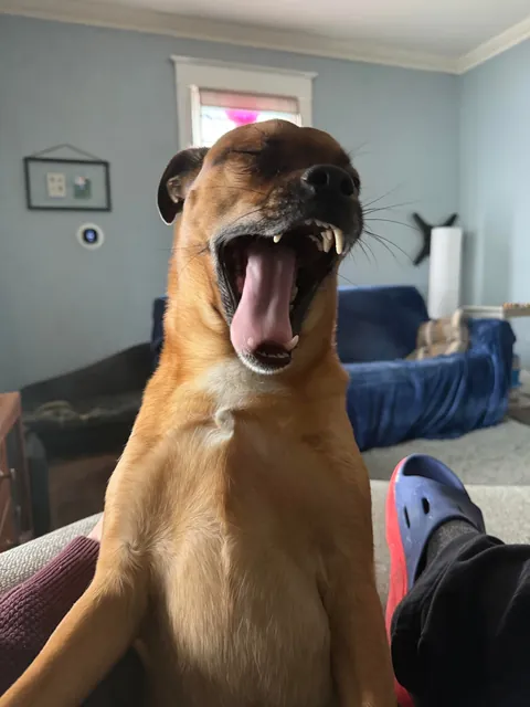 This is Fitz. He’s my wife’s dog. When she goes to work, he reminds me that I’m a poor substitute.