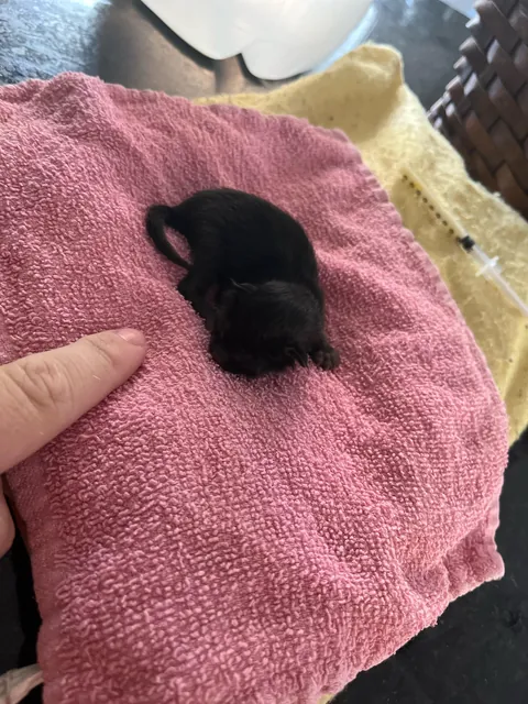 Found this guy on my front door mat