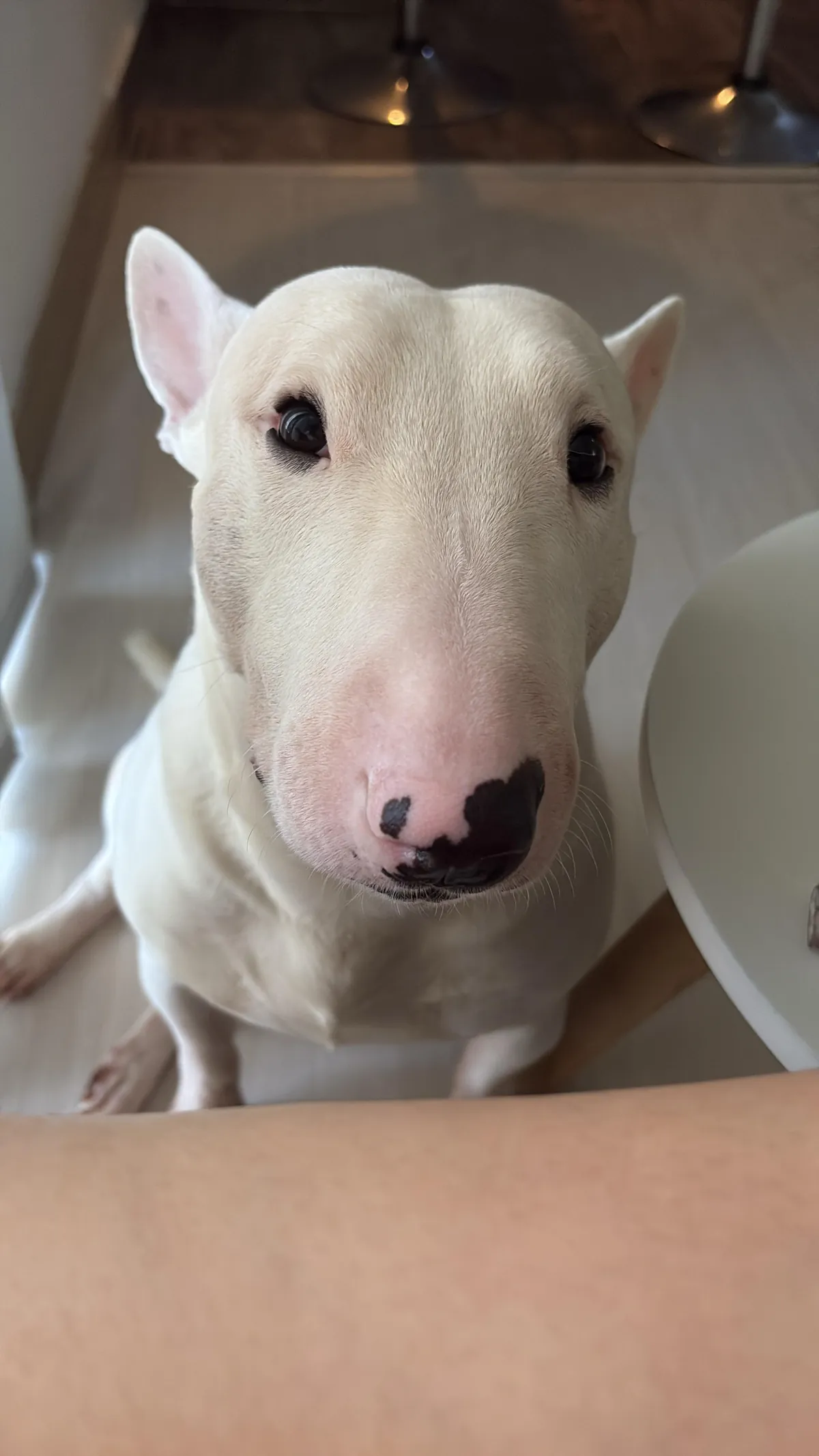 This is his face every time I open a bag, any bag