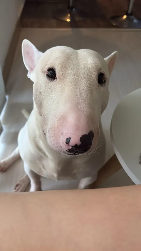 This is his face every time I open a bag, any bag