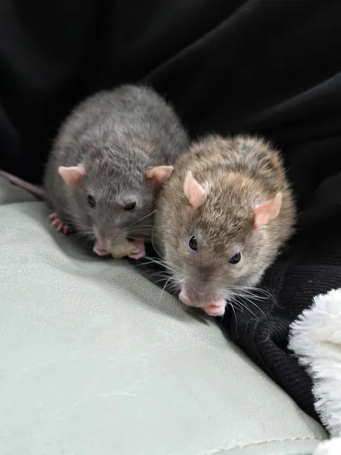 Jimily &amp; friends rat photos dump!