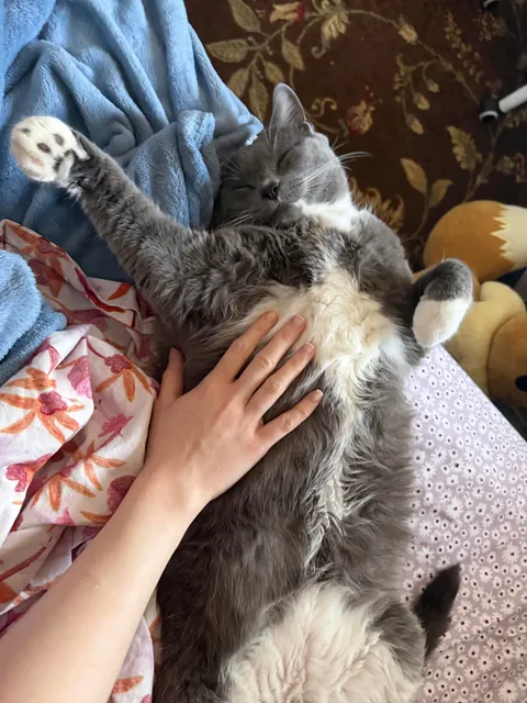 Does anyone else just have a big cat??