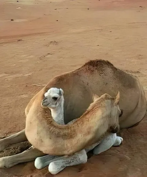 Nothing in nature is stronger than a mother