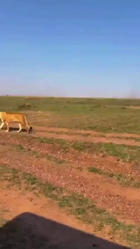 🔥 Two male lions fight for mating rights. Female nopes out of there to await the outcome from a distance