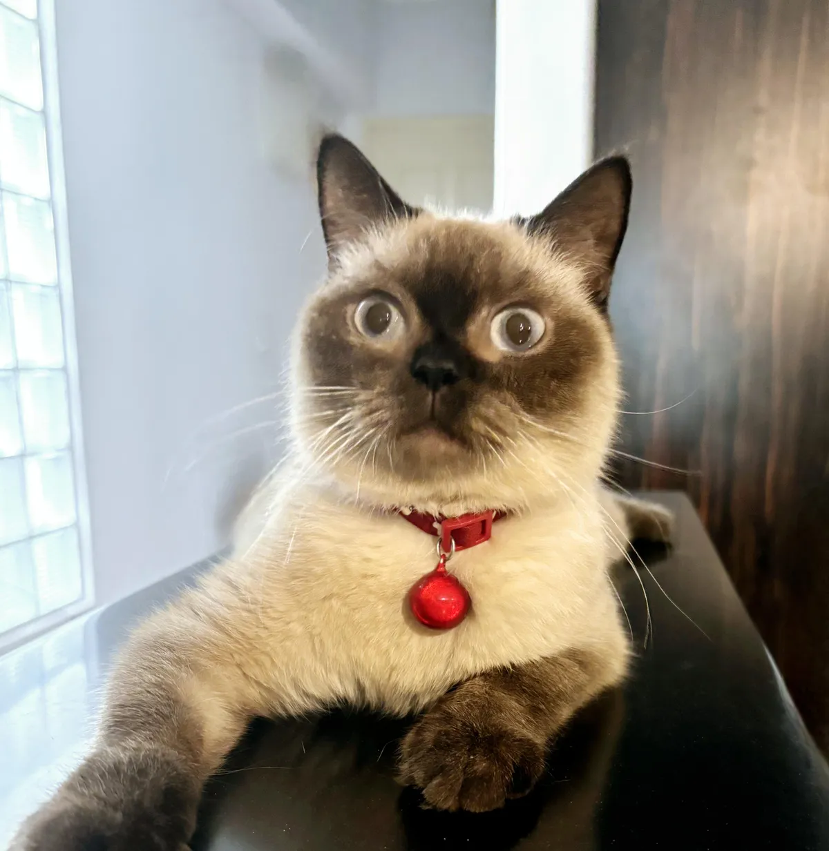 My kitten’s face every time she hears a tuna can being opened.