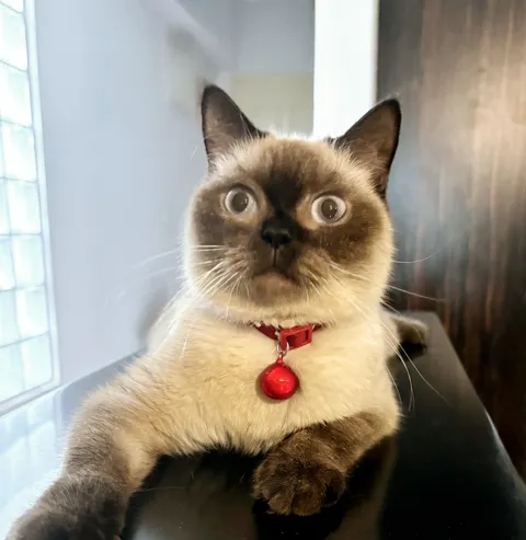 My kitten’s face every time she hears a tuna can being opened.