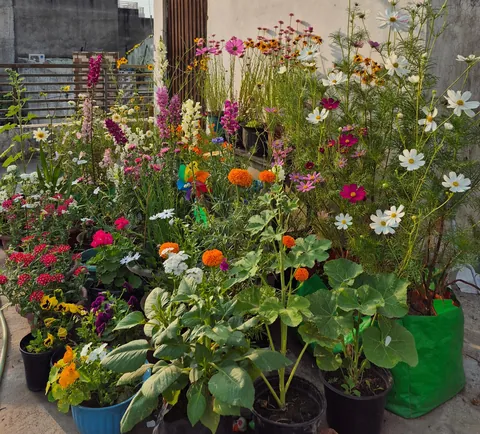 From seeds to these, here's my winter garden my terrace garden