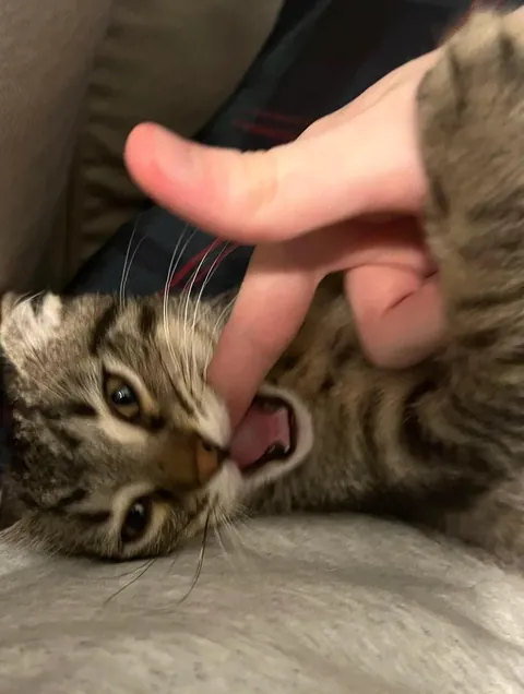 How do I let my cat know I love him?