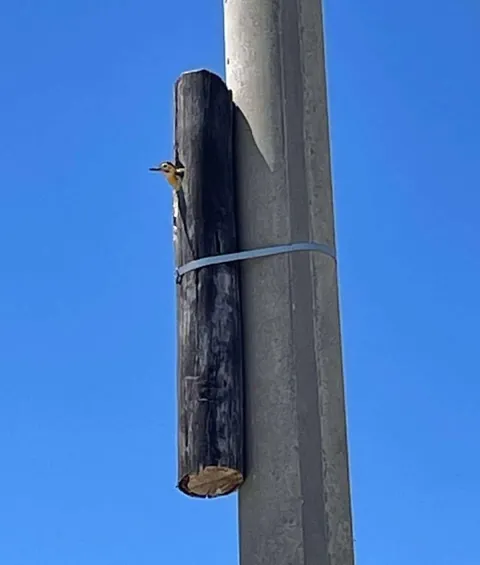In Argentina when workers replaced this utility pole, they left a piece of the old one because a woodpecker family was nesting inside.