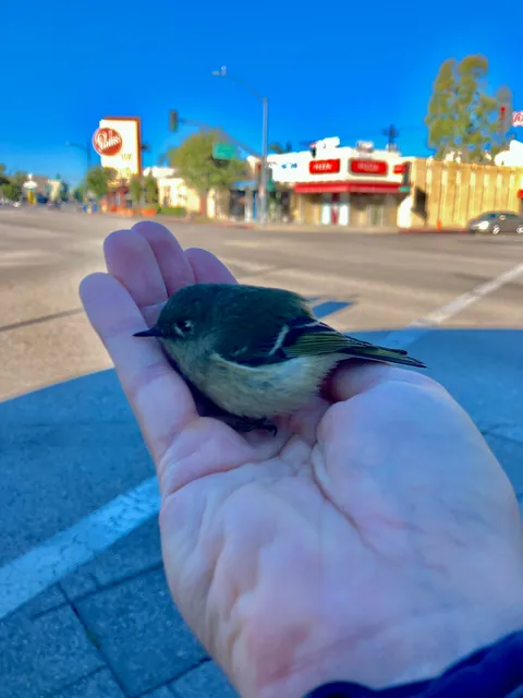 Saved a bird in shock on the sidewalk from being stepped on (first pic is just before I released it!)