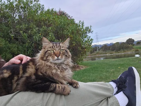 Met this kitty two days ago and we're already besties