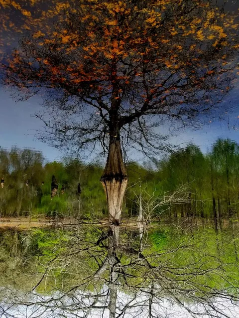 This photo I took is upside down. The leaves are actually under water.