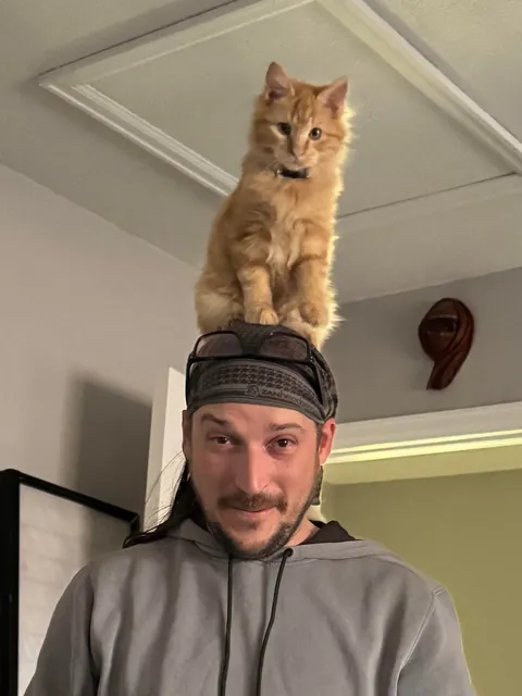 A whole litter of cell-less orangies