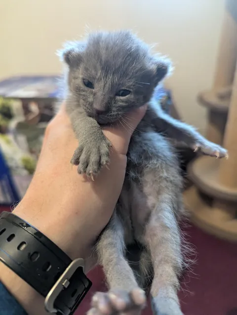 The foster agency needed a photo of the grey kitten.