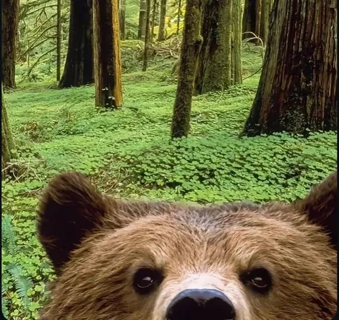 🔥 Bear Selfies 🔥
