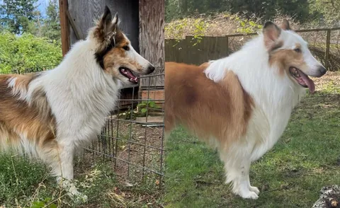 I’m adopting my dogs twin!?