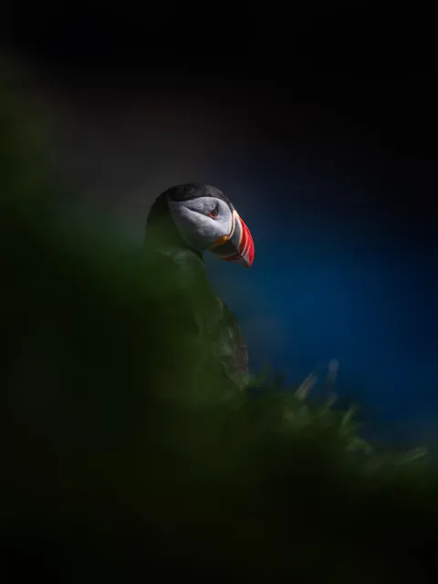 ITAP of a puffin
