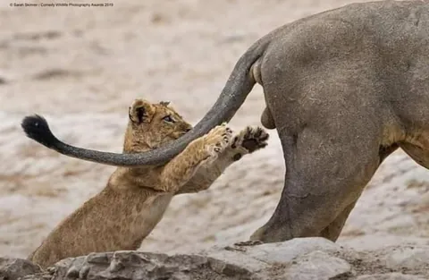 🔥 A collection of the finalist photos of the photography Comedy Wildlife Awards (2019).