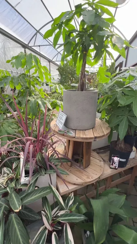 At the plant nursery is as good a place as any