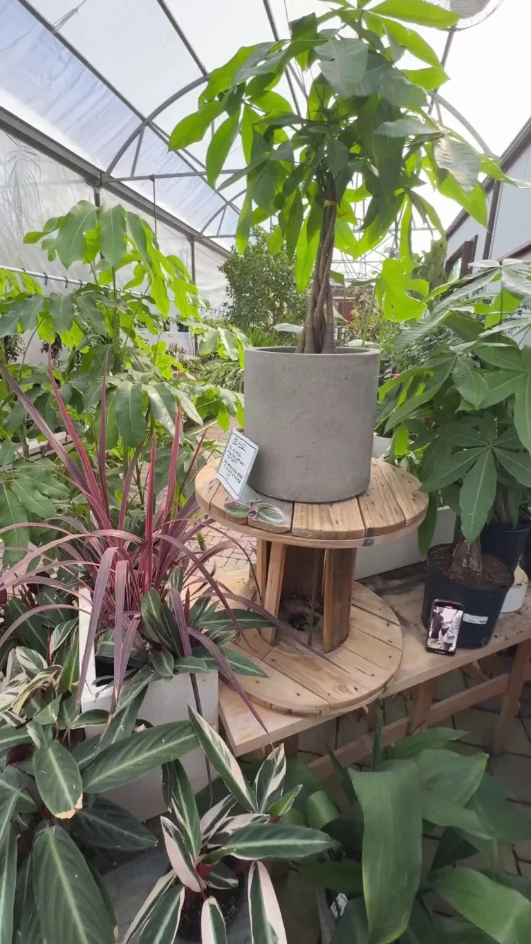 At the plant nursery is as good a place as any