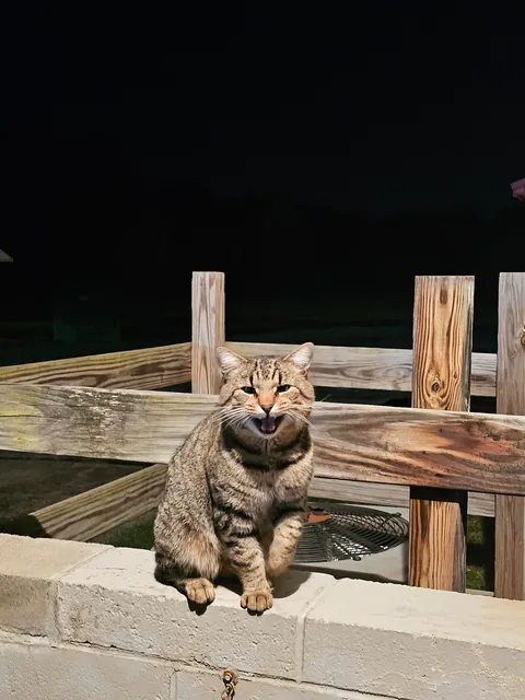 Meet Purrogi, a "feral" cat we've adopted at the Polish club