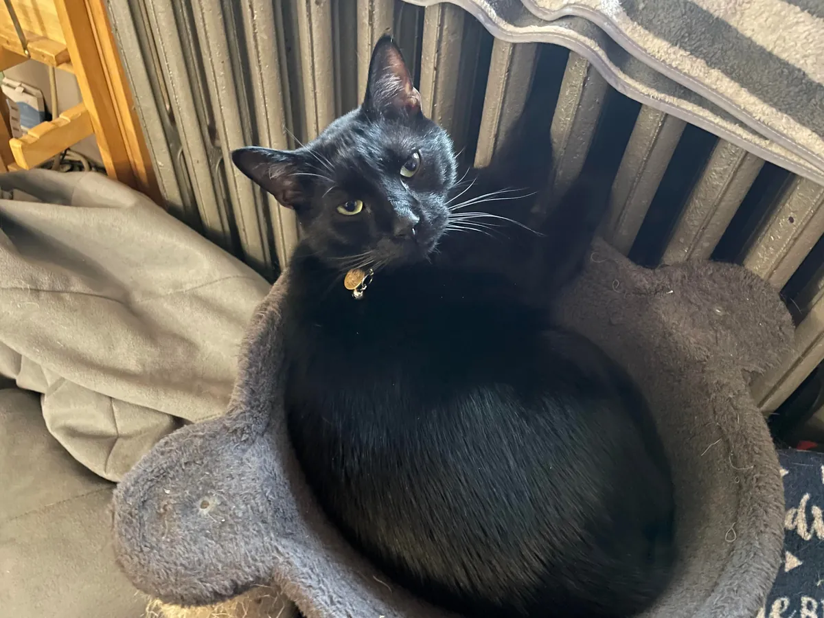 Puppito has discovered the heat has turned on