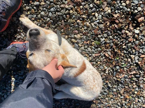 Crying over this Airbnb dog I'm going to miss. 