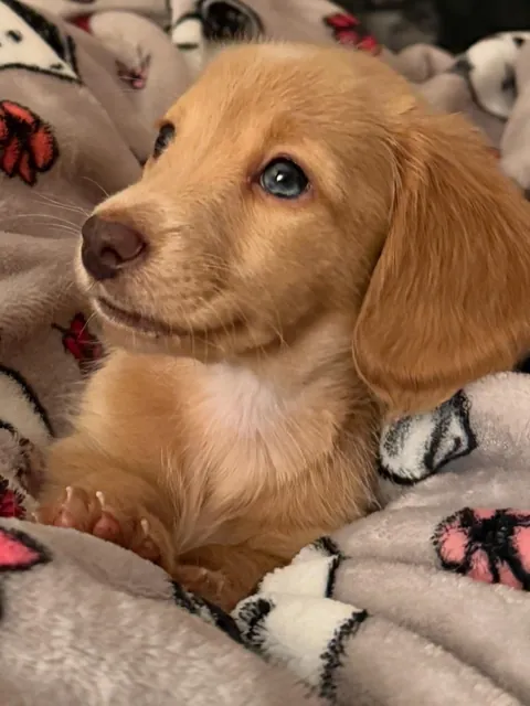 Our New Baby Pup Willow